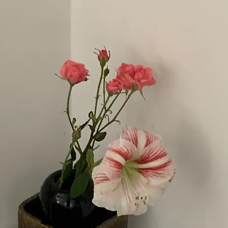 Aida And For Couples And Families Free Parking Lejlighed *