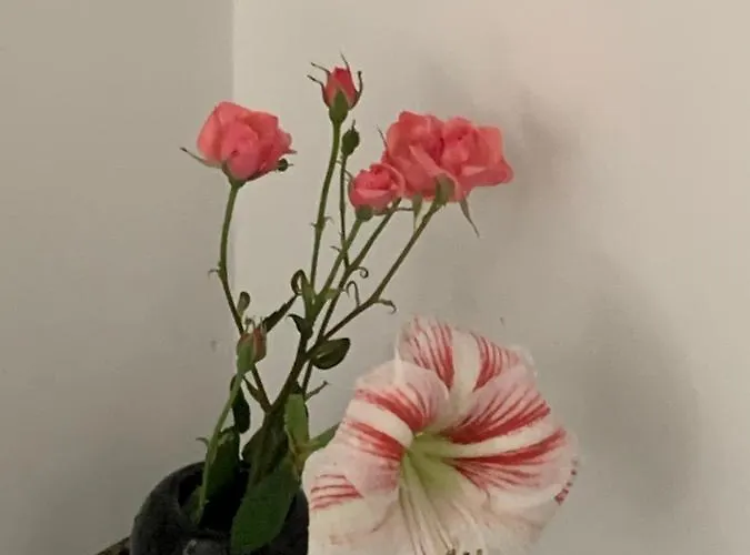 Aida And For Couples And Families Free Parking Apartman *