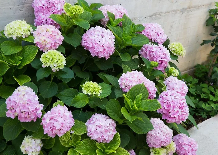 Aida And For Couples And Families Free Parking Apartment Dubrovnik