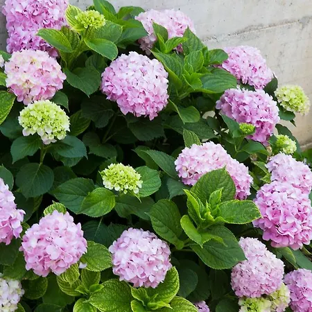 Aida And For Couples And Families Free Parking 아파트 두브로브니크