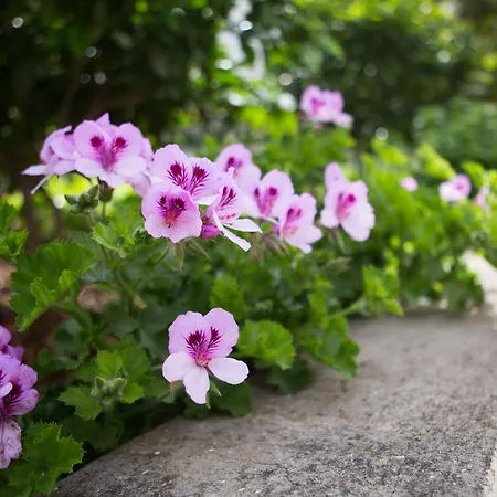 Aida And For Couples And Families Free Parking * 두브로브니크